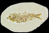 Bargain, Fossil Fish (Knightia) - Wyoming #120673-1